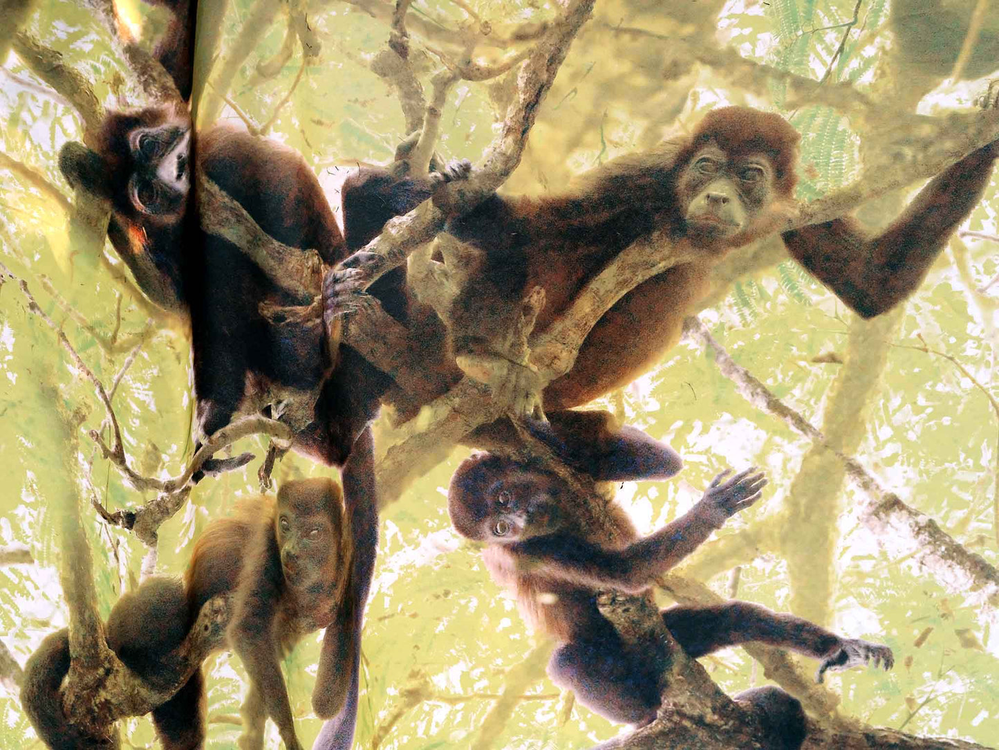 Fun Monkey Shower Curtain | Playful Bathroom Décor