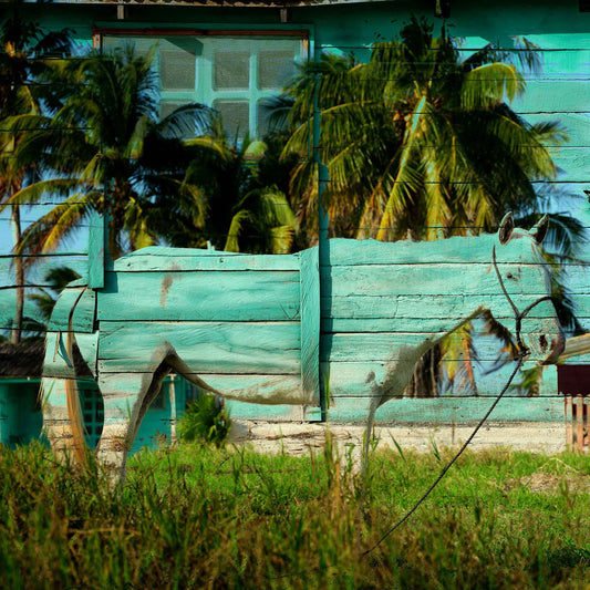 #11  surreal palm tree horse