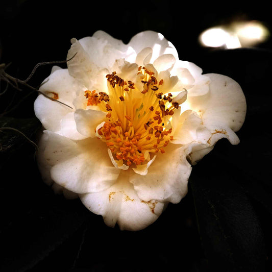 #7 white flower
